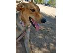 Adopt Winchester a Tricolor (Tan/Brown & Black & White) Greyhound / German