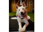Adopt Nova - adopted 8-24-23! a White German Shepherd Dog / Mixed dog in Apple