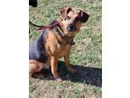 Adopt Ralph a Black - with Tan, Yellow or Fawn German Shepherd Dog / Mixed dog