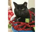 Adopt Boo a All Black Domestic Shorthair / Mixed (short coat) cat in Columbus
