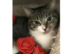 Adopt Bootsy a Domestic Shorthair / Mixed (short coat) cat in Columbus