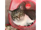 Adopt Alaska a Gray or Blue (Mostly) Domestic Shorthair / Mixed (short coat) cat