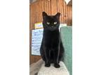 Adopt Little Lovebug a All Black Domestic Shorthair / Mixed (short coat) cat in
