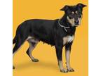 Adopt Roxxy a Rottweiler / Mixed dog in Denton, TX (37725309)