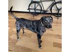 Adopt Chief a Gray/Silver/Salt & Pepper - with White Catahoula Leopard Dog /