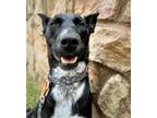 Adopt Dahlia a Black - with Tan, Yellow or Fawn Australian Kelpie / Australian