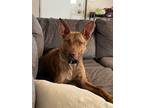 Adopt Kira a Brindle German Shepherd Dog / American Pit Bull Terrier / Mixed dog