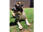 Adopt Willow a Tricolor (Tan/Brown & Black & White) Catahoula Leopard Dog /