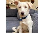 Adopt Snow a White Siberian Husky / American Eskimo Dog / Mixed dog in Corona