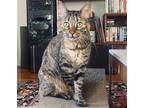 Adopt Tristan a Brown Tabby Domestic Shorthair / Mixed (short coat) cat in Los