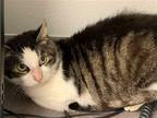 Adopt Fanny a Brown Tabby Domestic Shorthair / Mixed (short coat) cat in Los