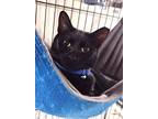 Adopt Gal a All Black Domestic Shorthair / Mixed (short coat) cat in Albemarle