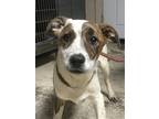 Adopt Cricket a Brindle - with White Border Collie / Mixed dog in Albemarle