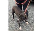 Adopt Rover a Black - with White Labrador Retriever / Pit Bull Terrier / Mixed