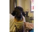 Adopt EEYORE a Black Shepherd (Unknown Type) / Mixed dog in Chico, CA (37649256)
