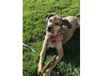 Adopt Lilly a Brown/Chocolate - with White German Shepherd Dog / Beagle / Mixed