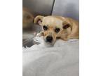 Adopt Mika a Tan/Yellow/Fawn Pug / Terrier (Unknown Type