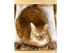 Adopt Mackenzie a Orange or Red Tabby Domestic Shorthair / Mixed (short coat)