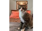 Adopt CHESTER a Gray, Blue or Silver Tabby Domestic Mediumhair / Mixed cat in