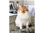 Adopt GIZMO a White (Mostly) Domestic Longhair / Mixed (long coat) cat in