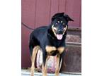 Adopt JOSIE IS A JEWEL a Shepherd (Unknown Type) / Mixed dog in Franklin