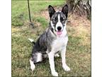 Adopt SABRINA a Black - with White Husky / Mixed dog in Franklin, TN (35119973)
