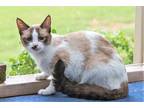 Adopt SPECIAL CAT FOSTERS NEEDED a Domestic Shorthair / Mixed cat in Franklin