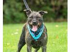 Adopt DOLL BABY a Pit Bull Terrier / Standard Schnauzer / Mixed dog in Franklin