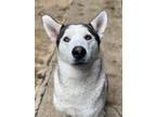 Adopt Tennyson a Siberian Husky / Mixed dog in Matawan, NJ (37708914)