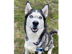 Adopt Ciro a Siberian Husky / Mixed dog in Matawan, NJ (37660658)