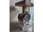 Adopt Azula a Brown Tabby Domestic Shorthair / Mixed (short coat) cat in Brea