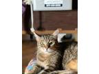 Adopt Steve a Brown Tabby Domestic Shorthair / Mixed (short coat) cat in Brea
