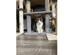 Adopt Zeus a Domestic Shorthair / Mixed cat in Brea, CA (33366967)