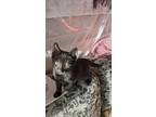 Adopt Dos a All Black Domestic Shorthair / Mixed (short coat) cat in Brea