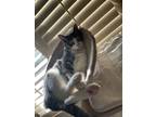 Adopt Ella a Gray, Blue or Silver Tabby Domestic Shorthair / Mixed cat in Brea