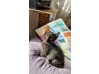Adopt Tres a All Black Domestic Shorthair / Mixed cat in Brea, CA (34612292)