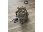 Adopt Jasmine a Gray or Blue (Mostly) Domestic Shorthair / Mixed (short coat)