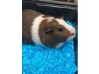 Adopt Roger a Brown or Chocolate Guinea Pig (short coat) small animal in Brea