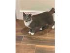 Adopt Gracie **COURTESY POST** a American Shorthair / Mixed (short coat) cat in