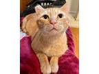 Adopt Phoenix a Tabby, Domestic Short Hair