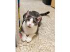 Adopt Goodyear a Gray or Blue (Mostly) Domestic Shorthair / Mixed (short coat)