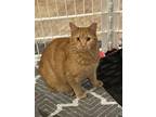 Adopt Lily a Orange or Red Domestic Shorthair / Mixed (short coat) cat in Parker