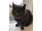 Adopt Noel a Gray or Blue Domestic Shorthair / Mixed (short coat) cat in Parker