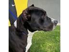 Adopt Halston a American Staffordshire Terrier