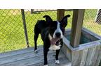 Adopt Rain a American Pit Bull Terrier / Border Collie / Mixed dog in Parker