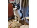 Adopt Panna a Black & White or Tuxedo Domestic Shorthair / Mixed (short coat)