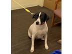 Adopt Maggie G a Black - with White Hound (Unknown Type) / Mixed dog in