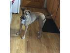 Adopt Coco a Hound (Unknown Type) / Shepherd (Unknown Type) / Mixed dog in