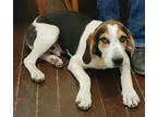 Adopt BB a White - with Brown or Chocolate Treeing Walker Coonhound / Springer