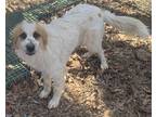 Adopt Smiley a Australian Shepherd / Great Pyrenees / Mixed dog in Brattleboro